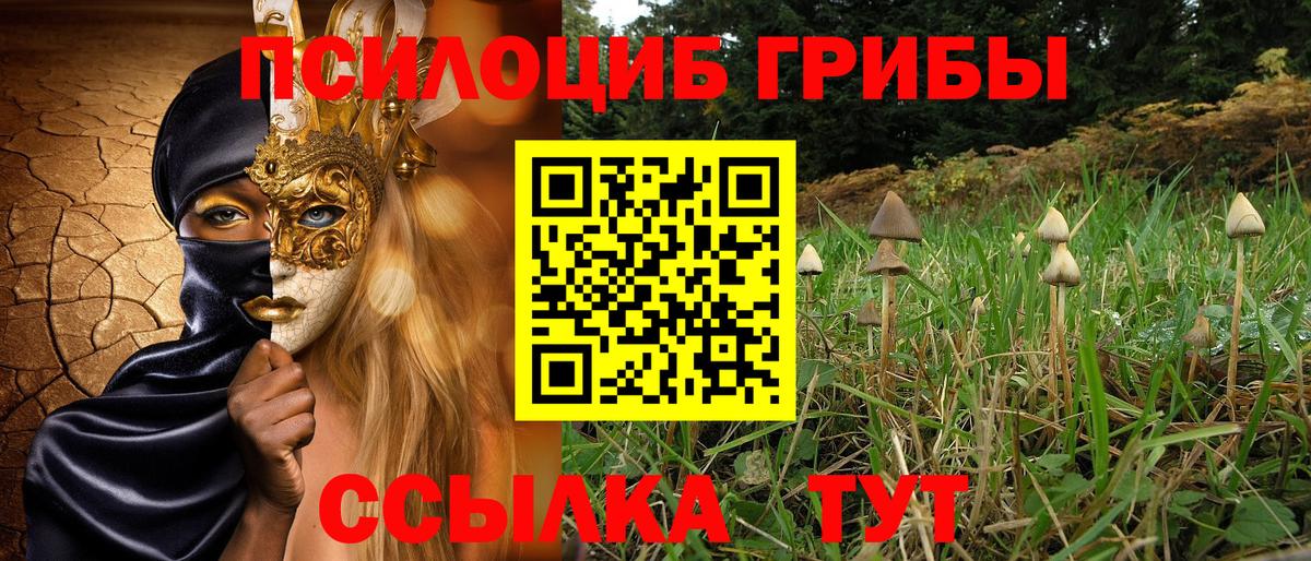 Псилоцибиновые грибы Psilocybe Сегежа